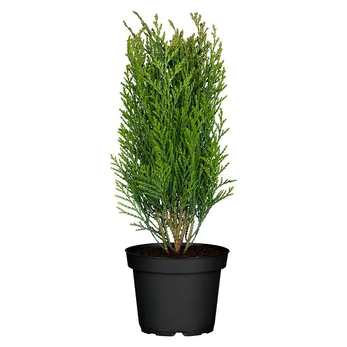 Piardino Koniferen-Mix - Chamaecyparis, Juniperus, Thuja, Topfgröße: 9 cm - Vorderansicht