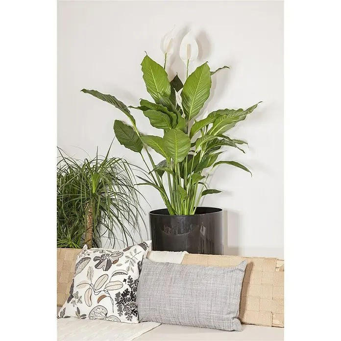 Piardino Blattfahne - Spathiphyllum floribundum, Topfgröße: 24 cm - Stimmungsaufnahme