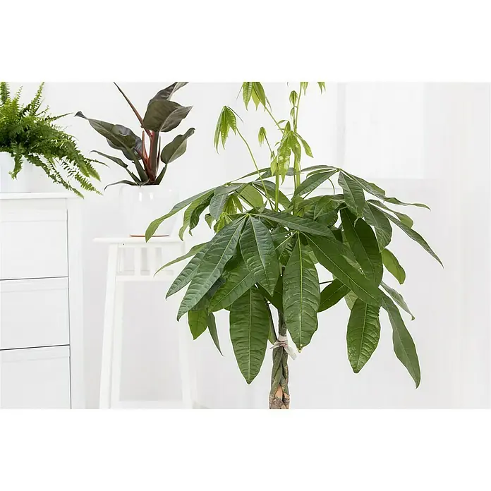 Piardino Glückskastanie - Pachira aquatica, Topfgröße: 21 cm - Stimmungsaufnahme