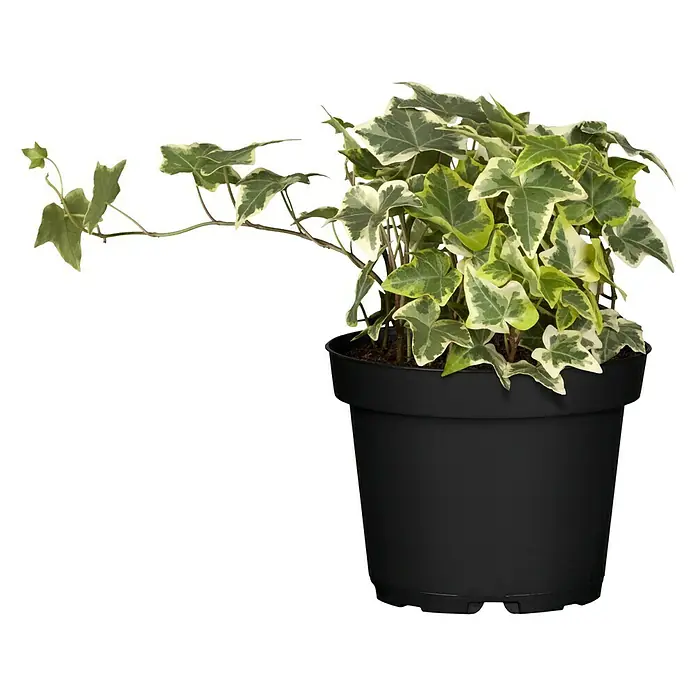 Piardino Efeu - Hedera helix, Topfgröße: 13 cm, Gelb/Grün - Vorderansicht