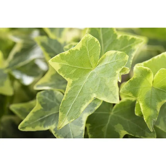Piardino Efeu - Hedera helix, Topfgröße: 13 cm, Gelb/Grün - Detailaufnahme