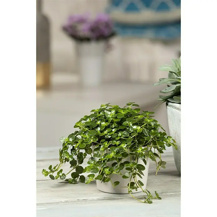 Piardino Kanonierblume - Pilea depressa, Topfgröße: 12 cm, Blattfarbe: Grün - Stimmungsaufnahme