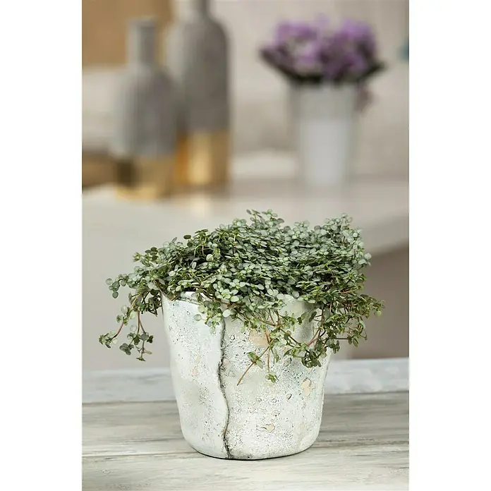 Piardino Kanonierblume - Pilea glauca, Topfgröße: 12 cm, Blattfarbe: Grün/Grau - Stimmungsaufnahme
