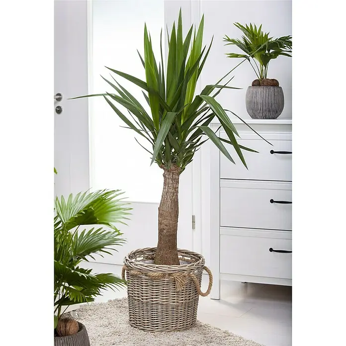 Piardino Palmlilie - Yucca elephantipes Maya Tree, Topfgröße: 21 cm - Stimmungsaufnahme