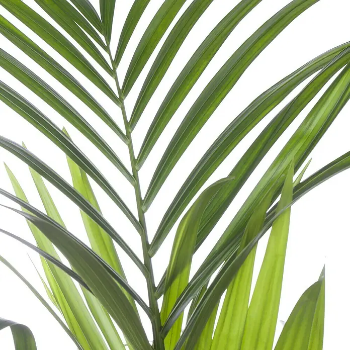 Piardino Kentiapalme - Howea forsteriana, Topfgröße: 21 cm, 1 Pflanze - Detailaufnahme