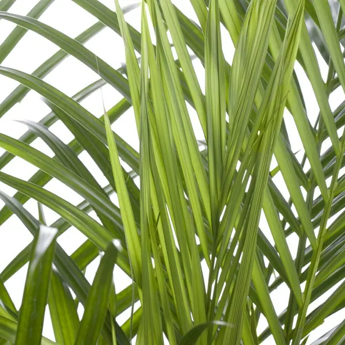 Piardino Goldfruchtpalme - Dypsis lutescens, Topfgröße: 21 cm, Blattfarbe: Grün - Detailaufnahme