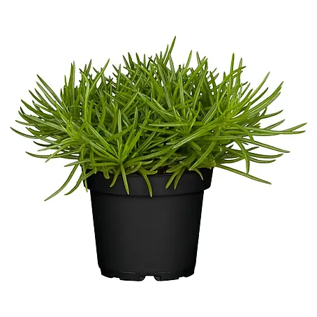 Piardino  Greiskraut