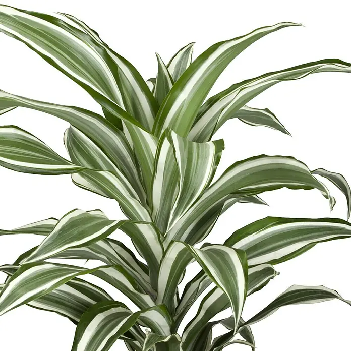 Piardino Drachenbaum - Dracaena fragrans White Juwel, Topfgröße: 17 cm, Grün/Weiß - Detailaufnahme
