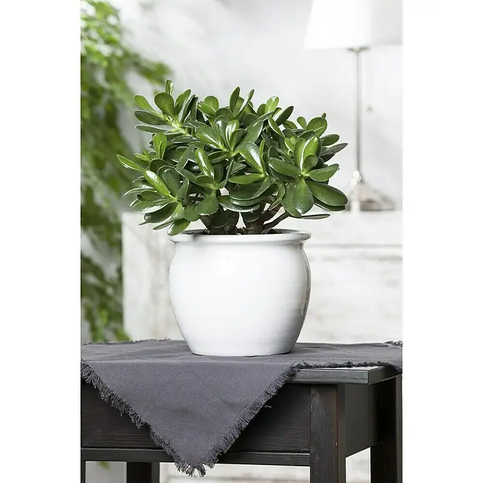 Piardino Dickblatt - Crassula arborescens Minova Magic, Topfgröße: 12 cm, Blattfarbe: Grün - Stimmungsaufnahme