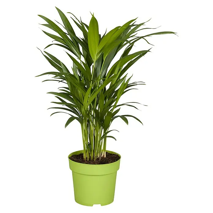 Piardino Goldfruchtpalme - Dypsis lutescens, Topfgröße: 17 cm, Grün - Vorderansicht