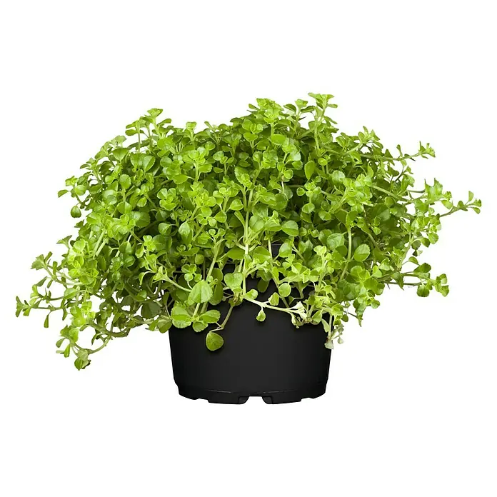 Piardino Kanonierblume - Pilea depressa, Topfgröße: 12 cm, Blattfarbe: Grün - Vorderansicht