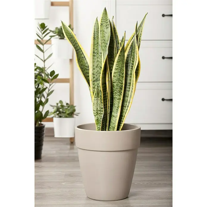 Piardino Bogenhanf - Sansevieria trifasciata, Topfgröße: 17 cm, Blattfarbe: Gelb/Grün - Stimmungsaufnahme