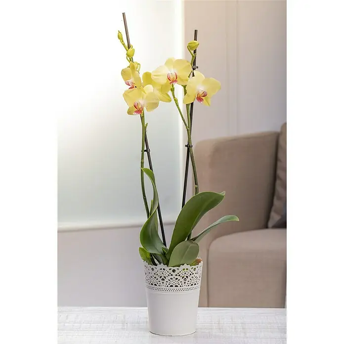 Piardino Schmetterlingsorchidee - Phalaenopsis x Hybrid Mandarin, Topfgröße: 12 cm, Blütenfarbe: Apricot, Anzahl Triebe: 2 Stk., Wuchsform: Aufrecht - Stimmungsaufnahme