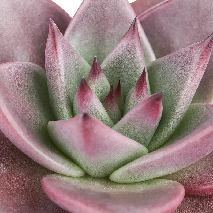 Piardino Echeverie - Echeveria Purple Pearl, Topfgröße: 12 cm, Blattfarbe: Violett - Detailaufnahme