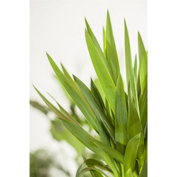 Piardino Palmlilie - Yucca elephantipes, Topfgröße: 17 cm - Detailaufnahme