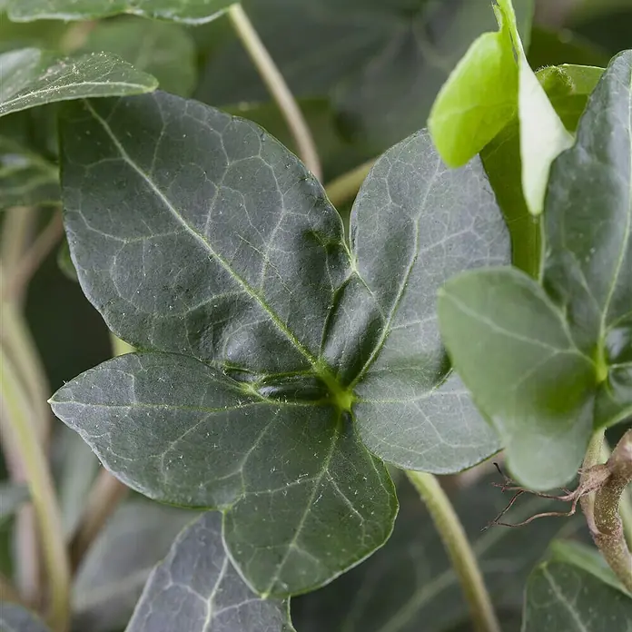 Piardino Efeu - Hedera helix, Topfgröße: 13 cm, Dunkelgrün - Detailaufnahme