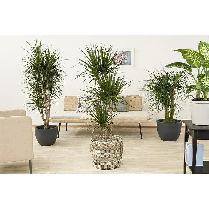Piardino Drachenbaum - Dracaena marginata, Topfgröße: 24 cm, Blattfarbe: Grün - Stimmungsaufnahme