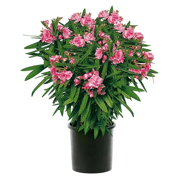 Piardino Oleander - Nerium oleander, Topfgröße: 22 cm, Sortenabhängig