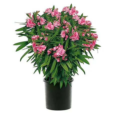 Piardino  Oleander