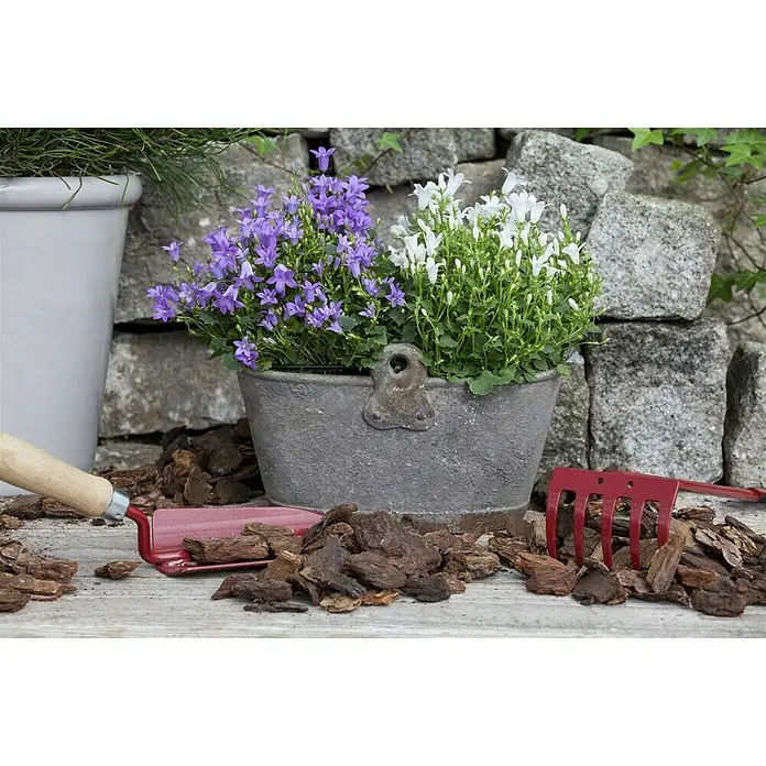 Piardino Glockenblume Get Mee - Campanula portenschlagiana, 11 cm, Weiß - Stimmungsaufnahme