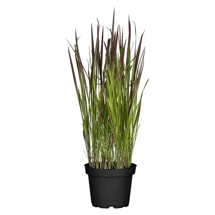 Piardino Japanisches Blutgras Blutgras - Imperata cylindrica 'Red Baron', Topfgröße: 19 cm - Vorderansicht