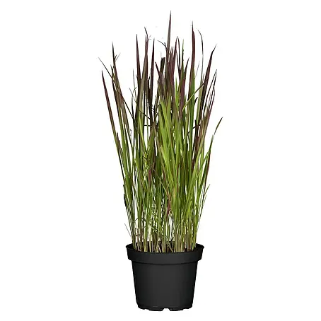 Piardino  Japanisches Blutgras Blutgras