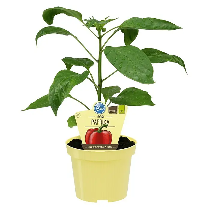 Blu Bio Paprika Midired - Capsicum anuum 'Midired', 12 cm - Vorderansicht