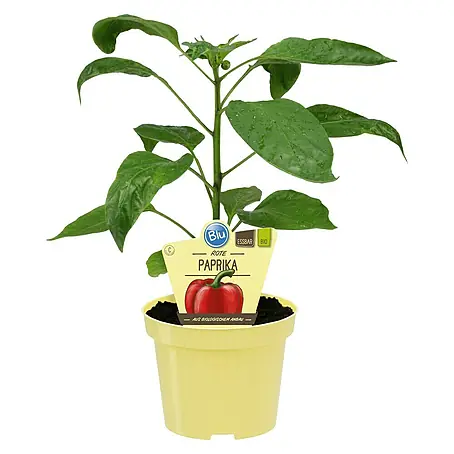 Blu Bio Paprika Midired