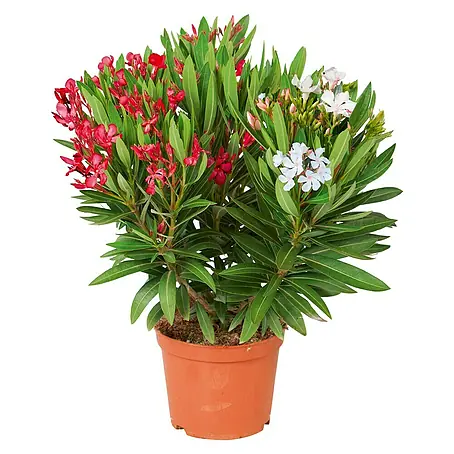 Piardino  Oleander Bicolor