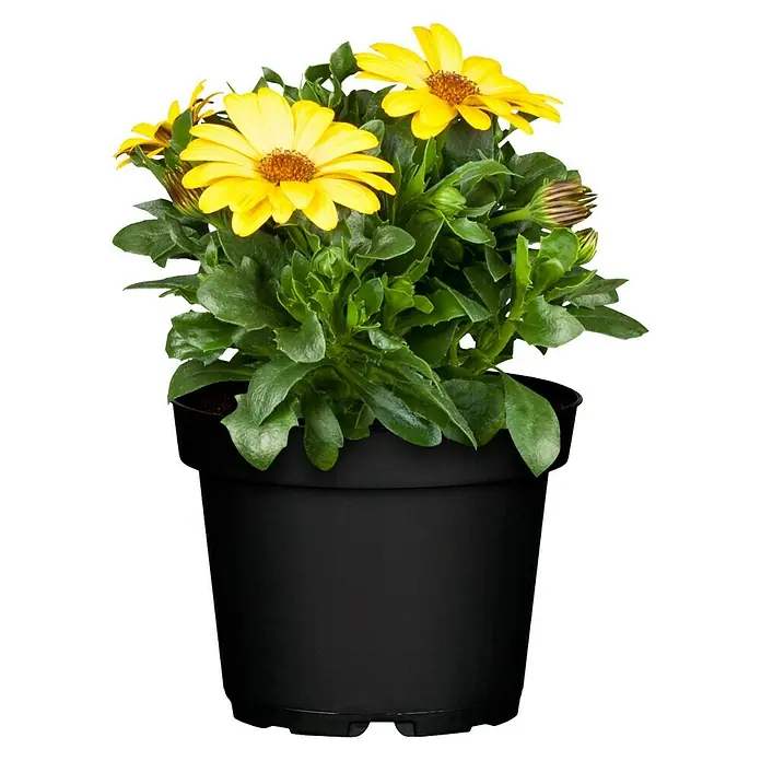 Piardino Osteospermum - Osteospermum, Tamaño de maceta: 14 cm, En función de la variedad - Vista frontal