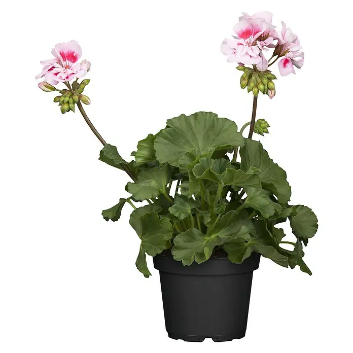 Piardino Geranio Zonal - Pelargonium zonale, Tamaño de maceta: 13 cm, En función de la variedad - Vista frontal