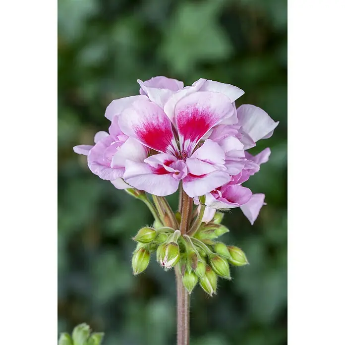 Piardino Geranio Zonal - Pelargonium zonale, Tamaño de maceta: 13 cm, En función de la variedad - Primer plano