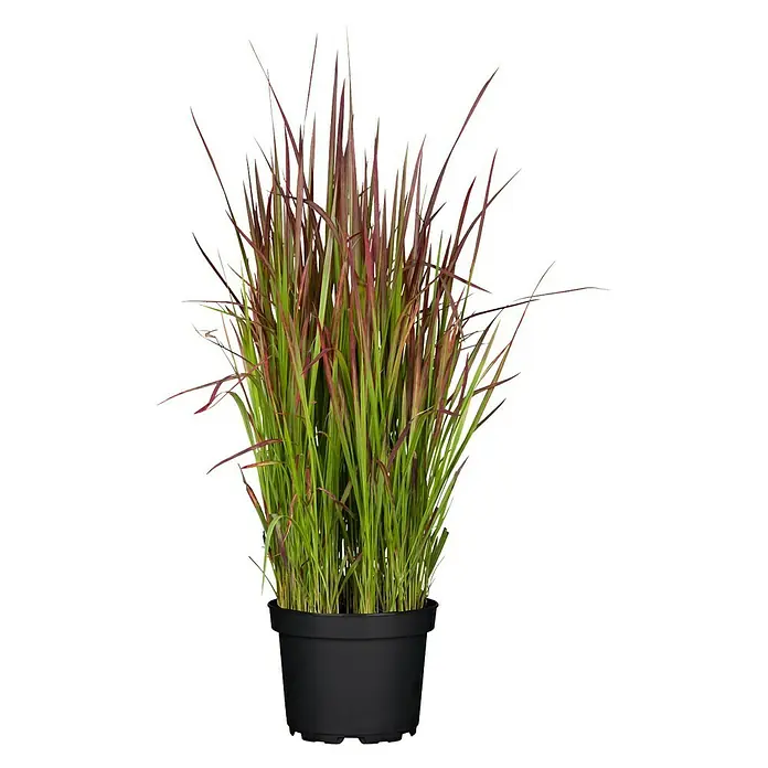 Piardino Japanisches Blutgras - Imperata cylindrica 'Red Baron', Topfgröße: 23 cm - Vorderansicht