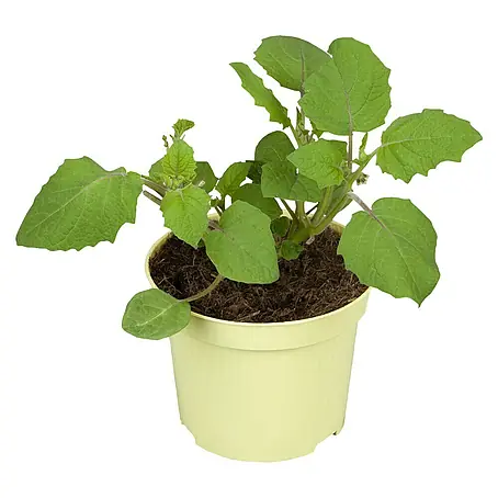 Blu Bio Ananaskirsche