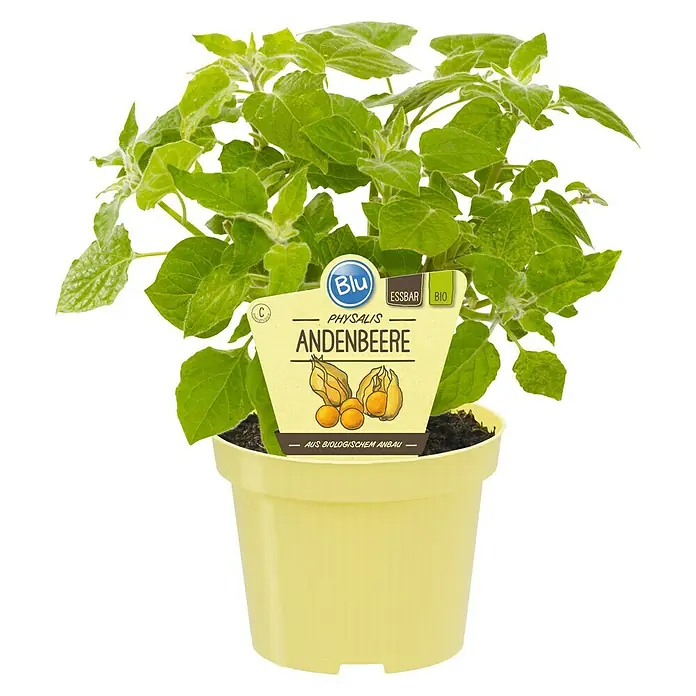 Blu Bio Andenbeere - Physalis peruviana, Topfgröße: 12 cm - Vorderansicht