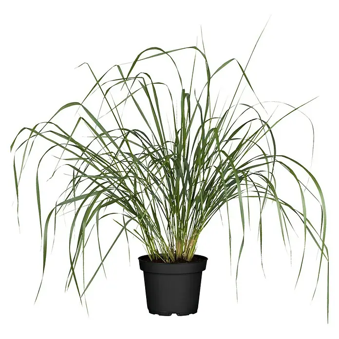 Piardino Ziergräser - Cortaderia, Topfvolumen: 5 l - Vorderansicht