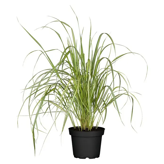 Piardino Ziergräser - Cortaderia, Topfvolumen: 5 l