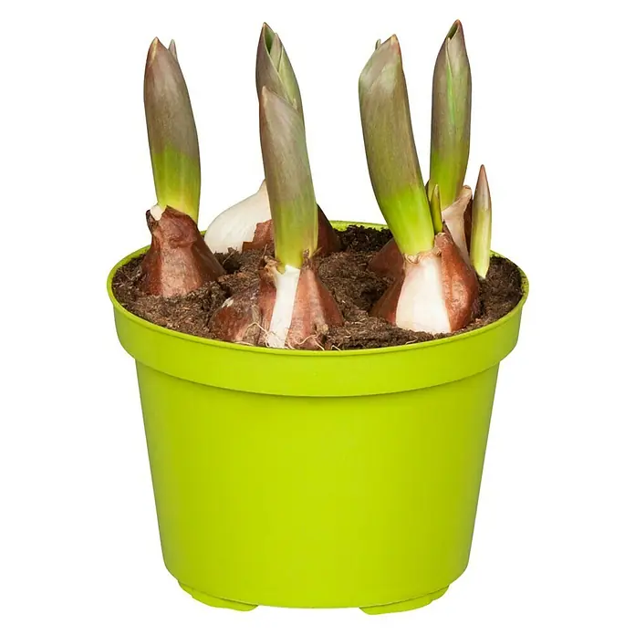 Piardino Frühlingsblumenzwiebeln Flair Orange - Tulipa Hybride 'Flair Orange', Topfgröße: 12 cm - Vorderansicht
