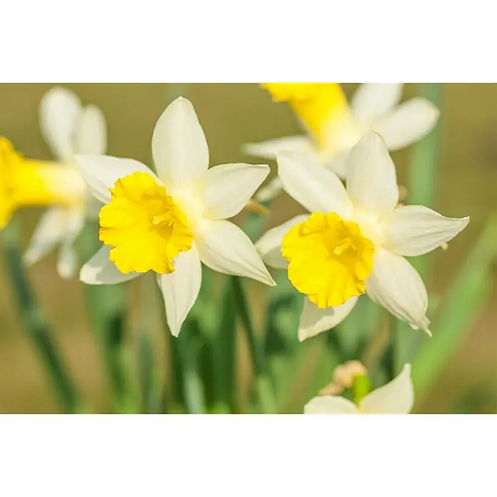Piardino Frühlingsblumenzwiebeln - Narcissus pseudonarcissus - Detailaufnahme