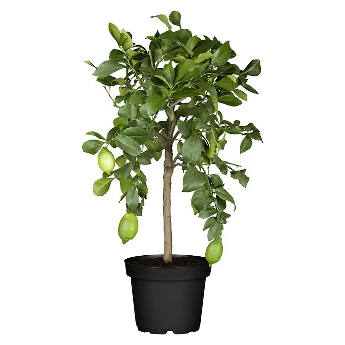 Piardino Limonero - Citrus limon, Tamaño de maceta: 18 cm - Vista frontal