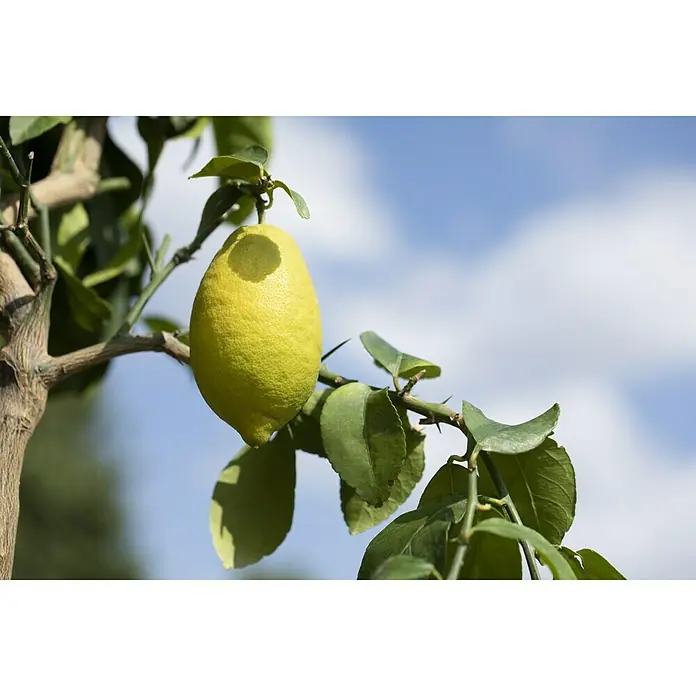 Piardino Limonero - Citrus limon, Tamaño de maceta: 18 cm - Primer plano