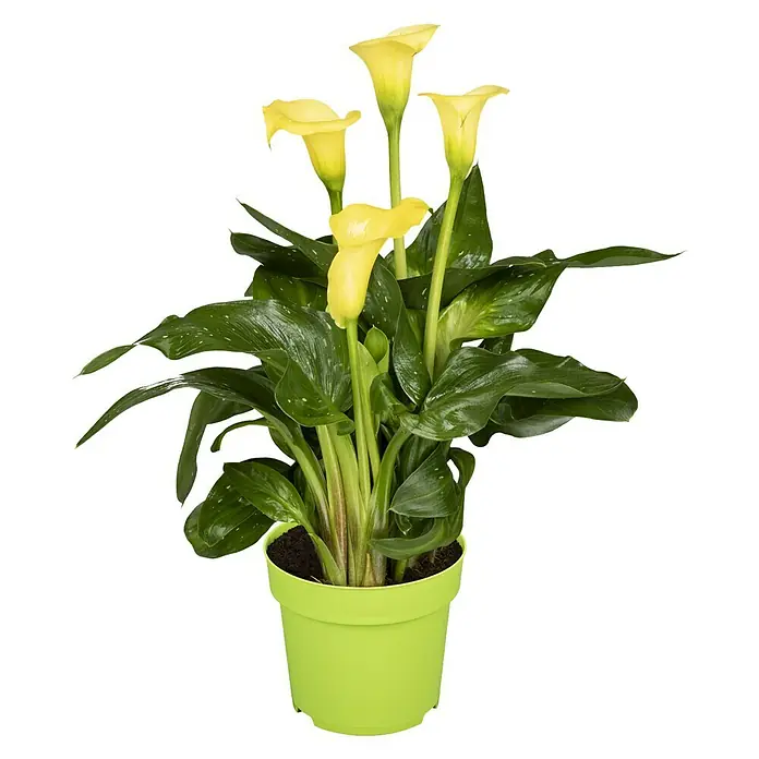 Piardino Zimmercalla - Zantedeschia aethiopica, Topfgröße: 14 cm, Sortenabhängig - Vorderansicht