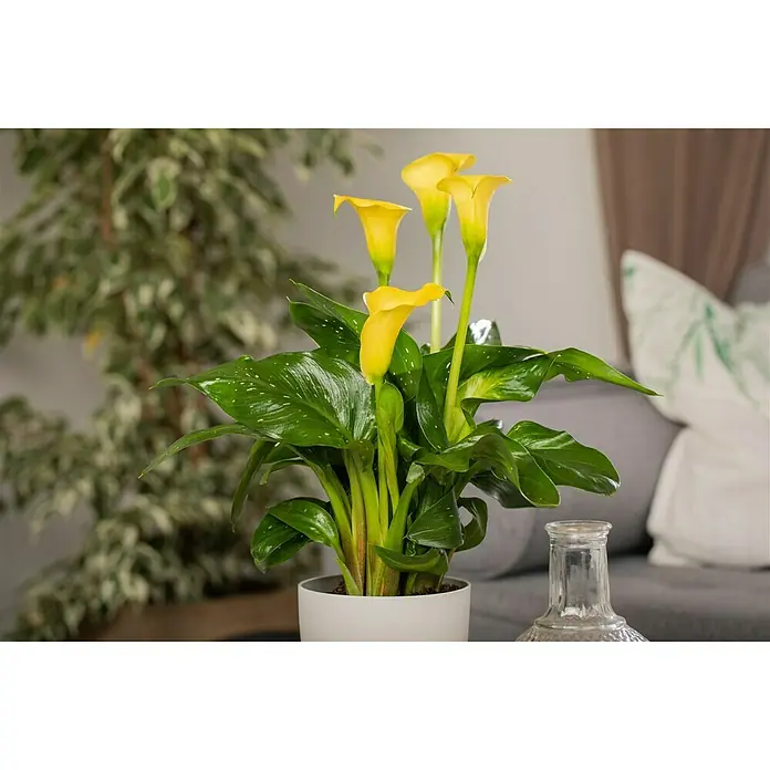 Piardino Zimmercalla - Zantedeschia aethiopica, Topfgröße: 14 cm, Sortenabhängig - Stimmungsaufnahme