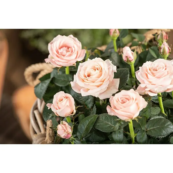Piardino Topfrose - Rosa 'Infinity', Sortenabhängig - Detailaufnahme