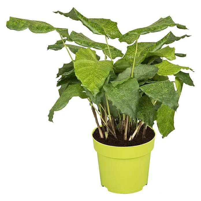 Piardino Korbmarante - Calathea musaica 'Network', Topfgröße: 17 cm - Vorderansicht