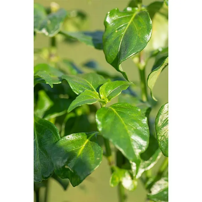 Pilzkraut - Rungia klossii, Topfgröße: 12 cm - Detailaufnahme