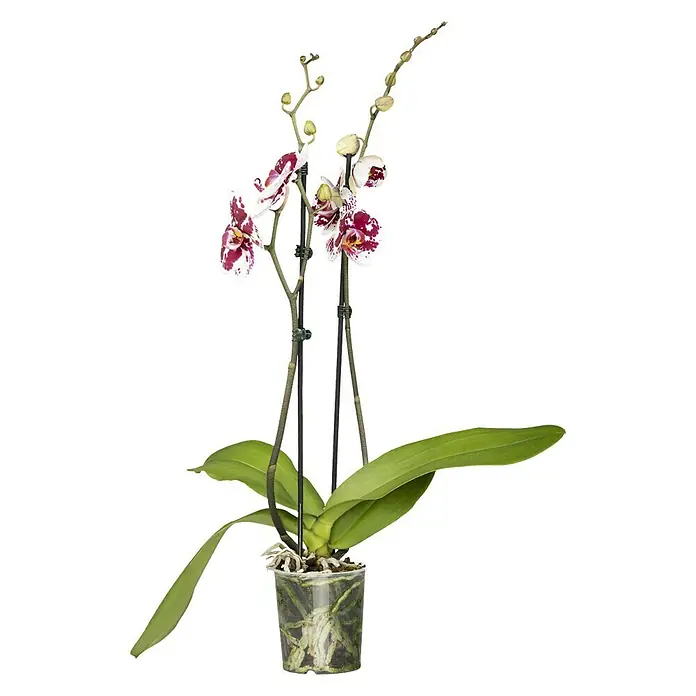 Piardino Schmetterlingsorchidee - Phalaenopsis, Topfgröße: 12 cm, Mehrfarbig, Anzahl Triebe: 2 Stk., Aufrecht - Vorderansicht