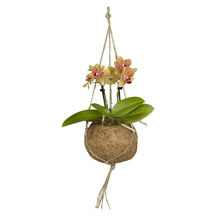 Piardino Schmetterlingsorchidee - Phalaenopsis, Topfgröße: 12 cm, Apricot, Aufrecht - Vorderansicht
