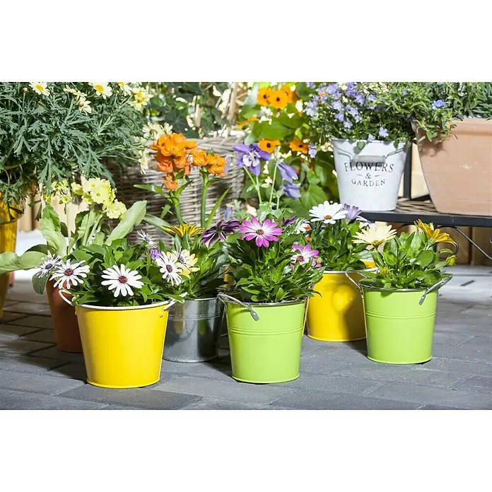 Piardino Kapkörbchen - Osteospermum ecklonis, Blütenfarbe: Sortenabhängig - Stimmungsaufnahme
