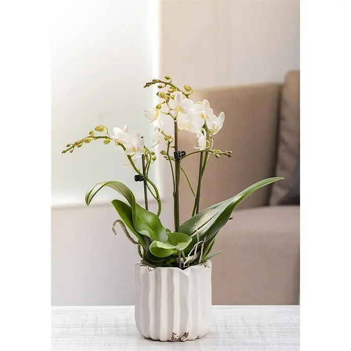 Piardino Schmetterlingsorchidee - Phalaenopsis Hybride Multiflora, Topfgröße: 12 cm, Weiß, Anzahl Triebe: 2 Stk., Aufrecht - Stimmungsaufnahme
